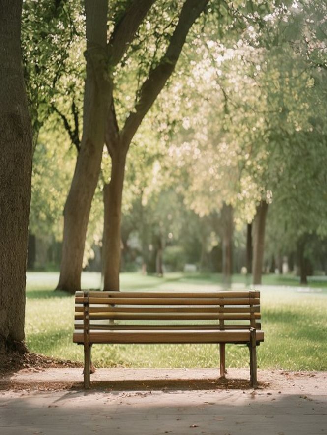 Outdoor park bench surrounded by trees in soft afternoon light